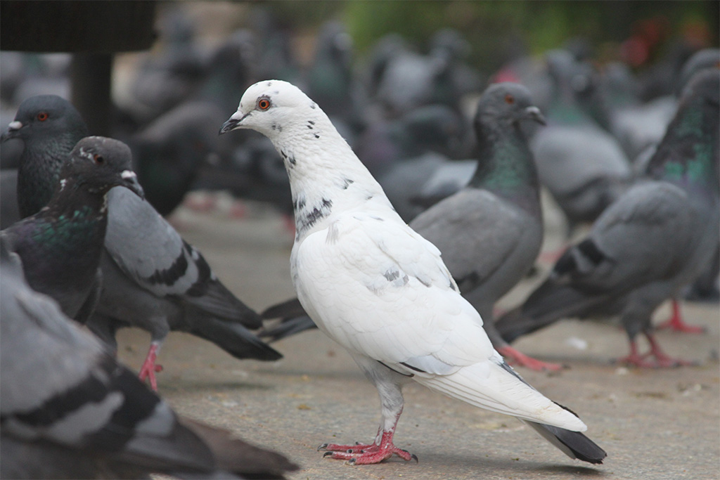 Dépigeonnage : Éradiquer la Présence Envahissante des Pigeons en Milieu Urbain