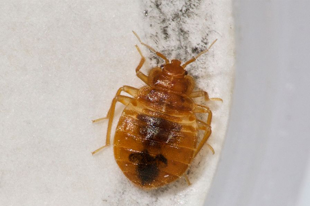 Les différents traitements appliqués aux punaises de lit