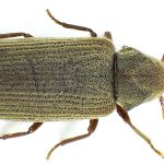 Vrillettes et Xylophages