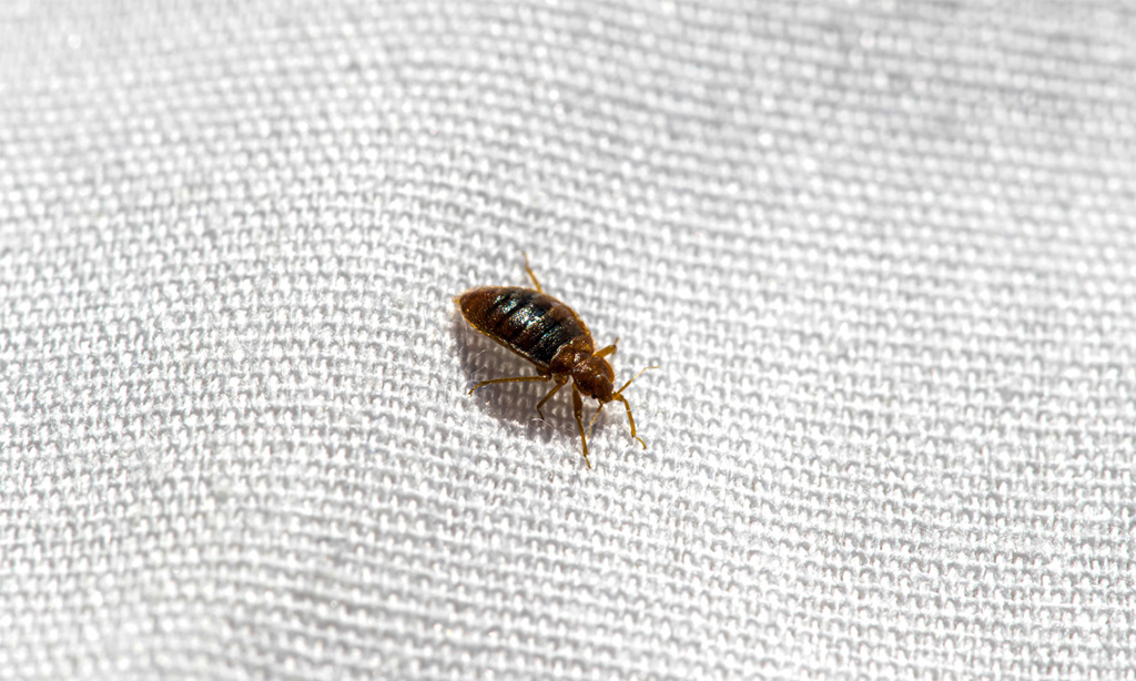 Les aides de l&rsquo;Etat pour le traitement des punaises de lit