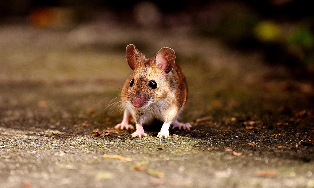 Dangers des rongeurs : reconnaître, agir et protéger